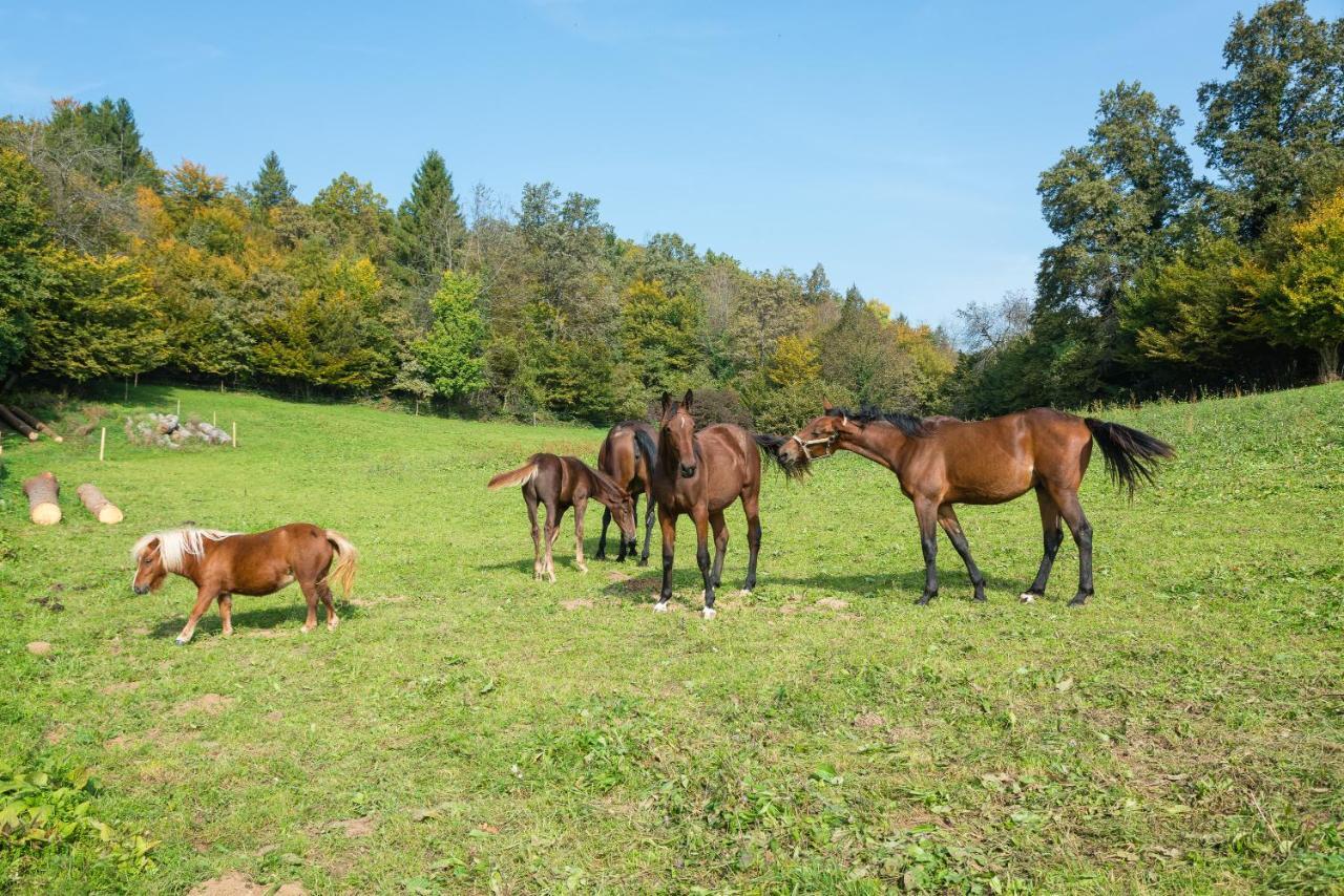 Apartment Zynga - Stud Farm Sentvid Pri Sticni المظهر الخارجي الصورة